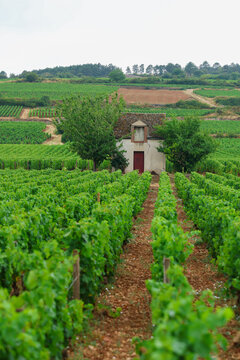 Vineyard rows leading to a traditional stone vineyard hut in Burgundy, France, showcasing rolling wine country landscapes, viticulture, and historic French wine heritage.