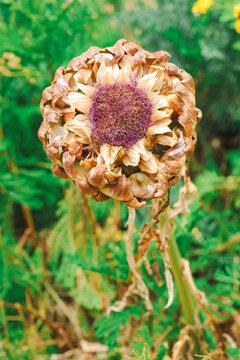 A dried flower Oseille vierge pourpre with curled petals and a purple center stands among green foliage in the Burgundy countryside of France, showing natural texture and color contrast.