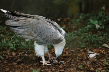 Fototapeta premium Large bird with gray wings pecks at small prey on rocky ground