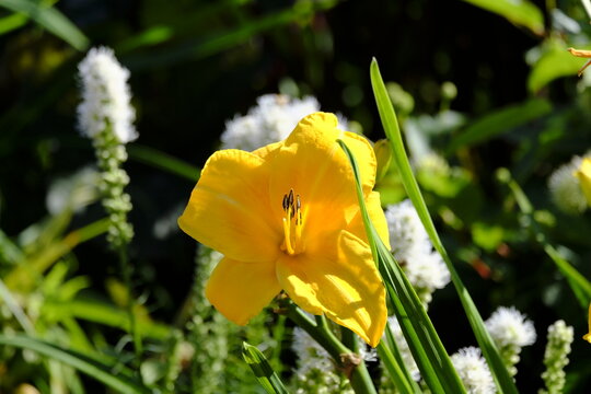 Hemerocallis Lilioasphodelus