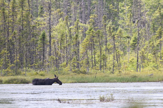 Cow moose in a lake. 