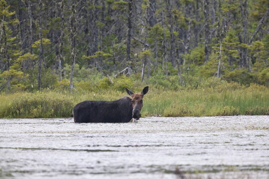 Cow moose in a lake feeding. 