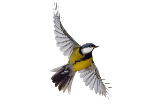 Great tit bird flying with open wings isolated on transparent background.