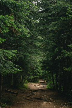 path in the woods