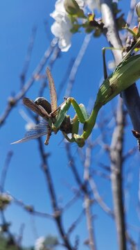   Una mantis africana capturando un saltamontes. Un intenso momento de la cadena alimentaria en un entorno natural. Anacridium aegyptium. Sphodromantis viridis. 