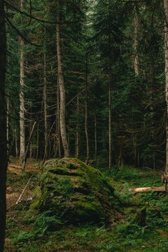 pine forest in the morning