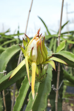 Dragon Fruit Flower Bud in Modern Greenhouse Organic Cultivation Area