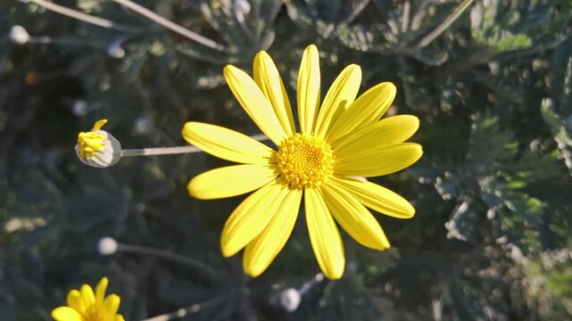 Bright yellow daisy flower with detailed center blooming among silvery green foliage in antalya.