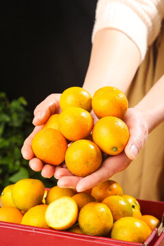 Fresh Golden Citrus Fruits in Woman's Hands - Organic Orange Harvest