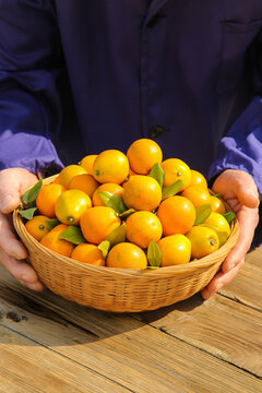 Fresh Golden Citrus Fruits in Wicker Basket Held by Hands on Wooden Table
