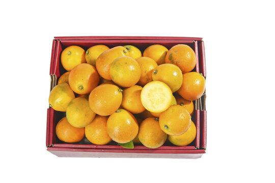 Fresh Kumquats in Red Box - Small Citrus Fruits with Smooth Golden Skin and Crisp Texture