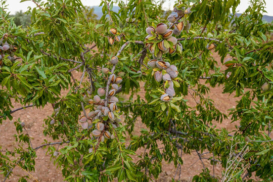 Almond tree branches bearing ripening nuts in orchard