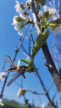  Una mantis africana capturando un saltamontes. Un intenso momento de la cadena alimentaria en un entorno natural. Anacridium aegyptium. Sphodromantis viridis. 