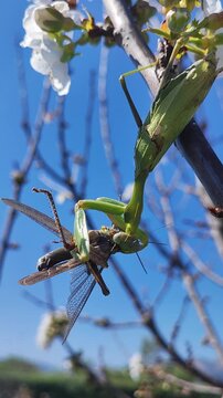   Una mantis africana capturando un saltamontes. Un intenso momento de la cadena alimentaria en un entorno natural. Anacridium aegyptium. Sphodromantis viridis. 