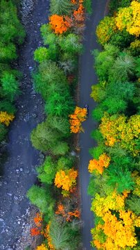 Top down view of cars driving along the road among the autumn forest