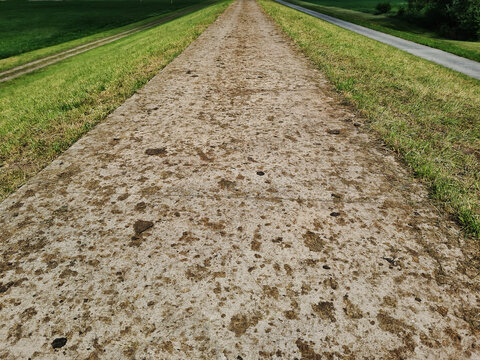 cycling path covered with sheep dung on top of a dike in fresh green meadow