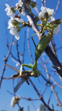    Una mantis africana capturando un saltamontes. Un intenso momento de la cadena alimentaria en un entorno natural. Anacridium aegyptium. Sphodromantis viridis. 