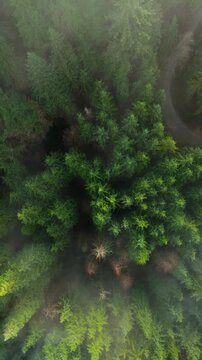 Top-down view shows a green pine forest through the clouds. Canadian nature