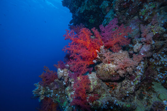 Beautiful pink and red soft corals on a tropical coral reef wall underwater