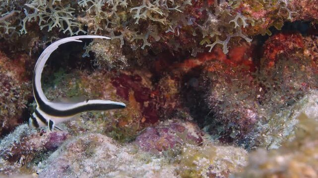 Wild juvenile spotted drum showcasing its long ribbon-like dorsal fin in Key Largo Florida