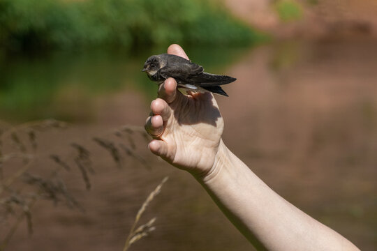 A volunteer hand releasing a fledgling sand martin or common swift bird into the wild.