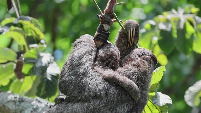 Brown-throated three-toed sloth feeding in a tree with its baby in Costa Rica