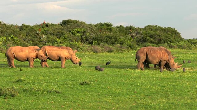 Four white rhinoceroses (Ceratotherium simum) standing together in warm early morning sunlight while a helmeted guineafowl (Numida meleagris) forages nearby in a private game reserve in South Africa.