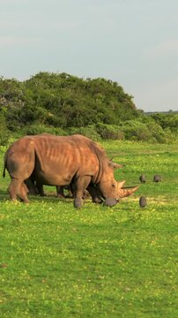 Two white rhinoceroses (Ceratotherium simum) standing together in warm early morning sunlight while a helmeted guineafowl (Numida meleagris) forages nearby in a private game reserve in South Africa.