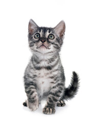 bengal kitten in studio © cynoclub
