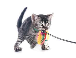 bengal kitten in studio © cynoclub