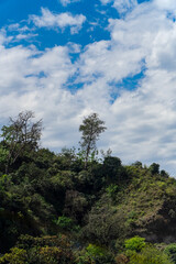 Fototapeta premium Forest Hillside Landscape Under Cloudy Blue Sky 