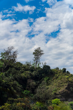 Forest Hillside Landscape Under Cloudy Blue Sky
