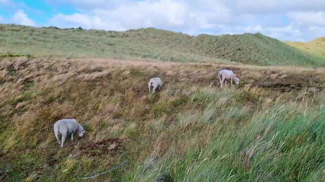 Three sheep graze peacefully in sunlit meadows. Rolling hills stretch beneath a partly cloudy sky. Soft breeze stirs tall grasses gently. Ideal for agricultural or nature documentaries