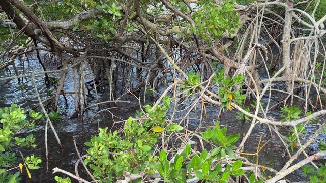 Reflections change continually among red mangrove trees (binomial name: Rhizophora mangle) at high tide along Sarasota Bay in downtown Sarasota, Florida. Coastal, marine, and environmental motifs.