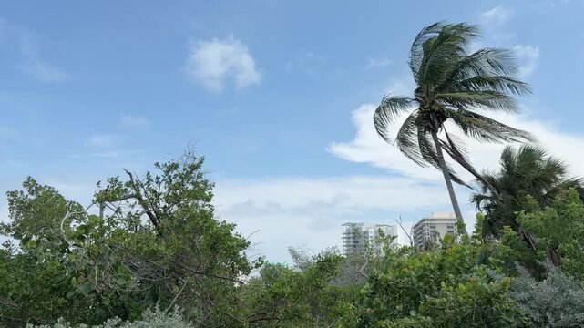 Pan left from coconut tree in a steady breeze to scenic garden view of Sarasota Bay, with distant high-rises and part of John Ringling Causeway, on a sunny morning along the Gulf Coast of Florida