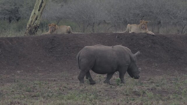 Two white rhinos drive resting lions from an embankment in KwaZulu-Natal, South Africa