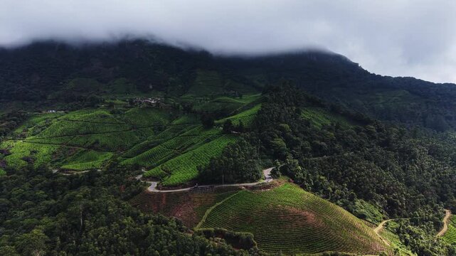 Aerial view of tea plantation hills covered in low clouds in Kerala, India