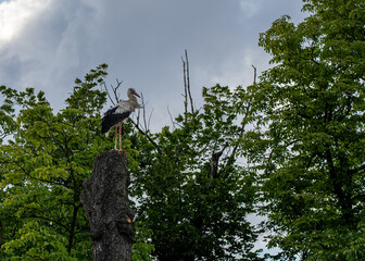 Bocian biały (Ciconia ciconia) na szczycie starego drzewa, na tle błękitnego nieba i kłębiastych chmur. © MarcinRoj.Fotografia