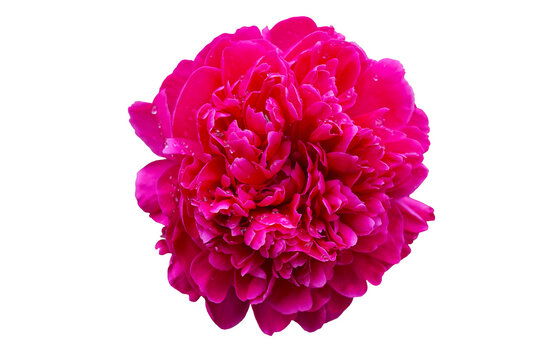 A large open red rose on a white background