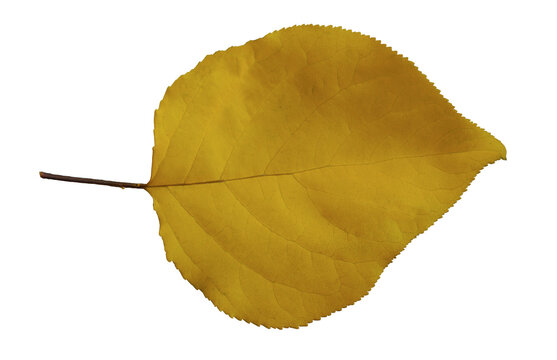 Detailed yellow apricot leaf with visible veins, cutout.