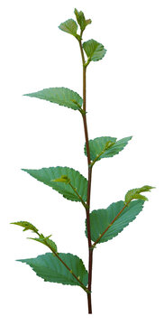 Leaves on a tree branch on a white background