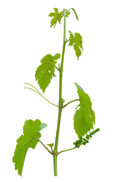 A vine branch with a blooming bud on a white background