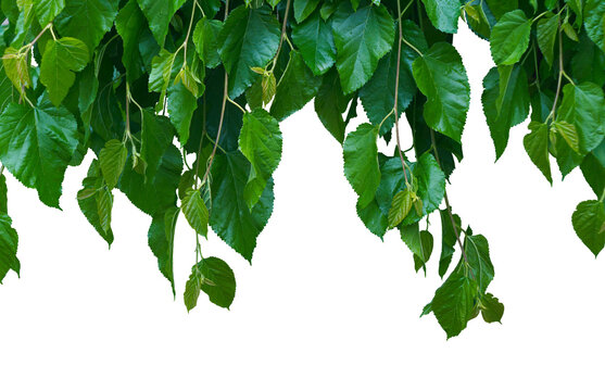 Mulberry leaves hang down, filling the space on a white background.