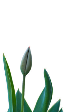 A high-quality vertical shot of a single green tulip bud emerging from its lush, vibrant green leaves. Perfectly isolated on a pure white background, this image is an ideal design element for spring-t