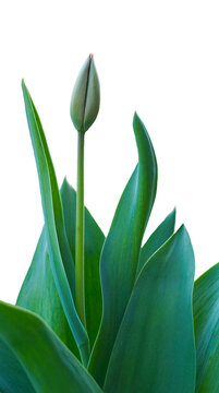 A high-quality vertical shot of a single green tulip bud emerging from its lush, vibrant green leaves. Perfectly isolated on a pure white background, this image is an ideal design element for spring-t