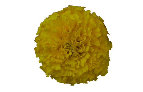 A single yellow marigold flower head isolated on a white background, the flower is seen close up.