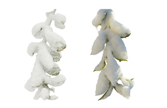 Snow-covered tree branches on a white background