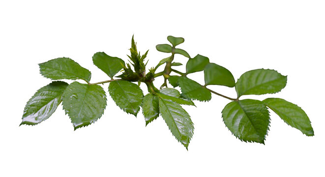 Water drops on the leaves of a rose branch on a white background