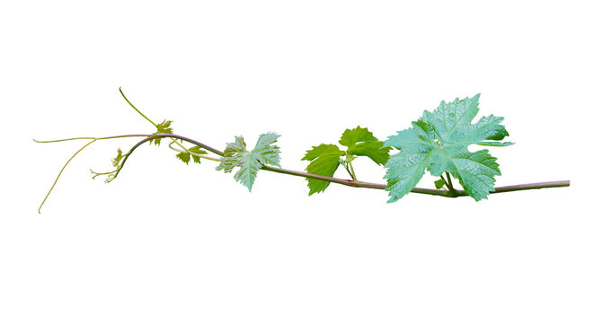 With grape branch and leaves on a white background