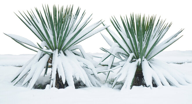 Snowy Yucca flower on a white background, Yucca flower covered in thick snow.